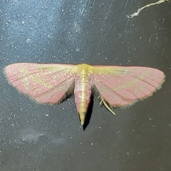 Leptostales laevitaria