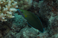 Halichoeres richmondi