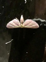 Leptostales laevitaria
