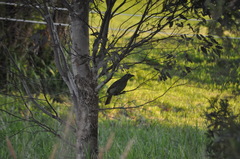 Ptilonorhynchus violaceus violaceus
