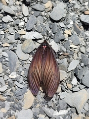 Gynautocera rubriscutellata