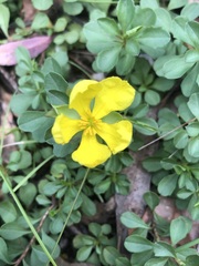 Hibbertia diffusa