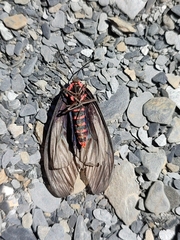 Gynautocera rubriscutellata