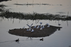 Chroicocephalus novaehollandiae novaehollandiae