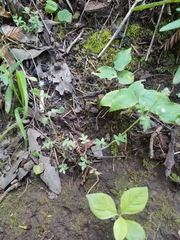 Nemophila parviflora