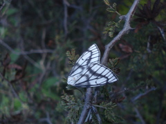 Neuromelia selectata