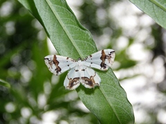 Eversmannia exornata