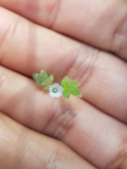 Nemophila parviflora