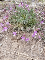 Astragalus calycosus