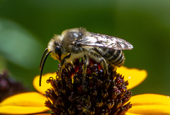 Colletes compactus