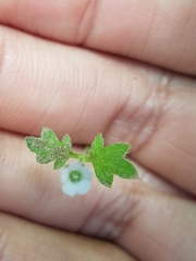 Nemophila parviflora