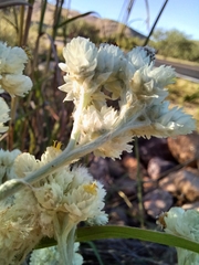 Pseudognaphalium leucocephalum