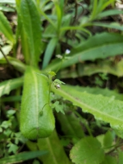 Nemophila parviflora