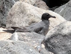 Leucophaeus fuliginosus