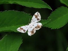 Eversmannia exornata