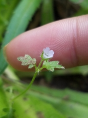Nemophila parviflora