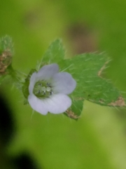 Nemophila parviflora