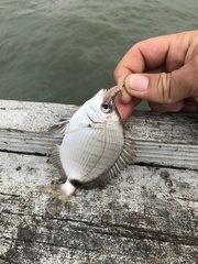 Diplodus holbrookii