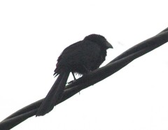 Crotophaga sulcirostris