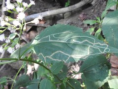 Liriomyza eupatoriella