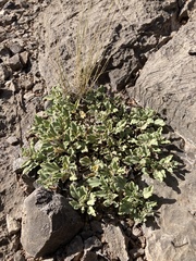 Acleisanthes diffusa