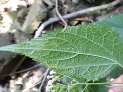 Liriomyza eupatoriella
