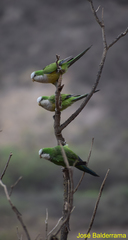 Myiopsitta monachus luchsi