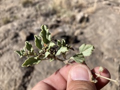 Acleisanthes diffusa