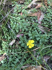 Hibbertia diffusa