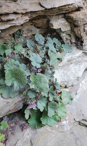 Heuchera parviflora