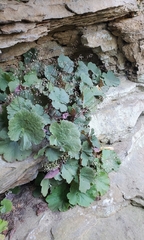 Heuchera parviflora