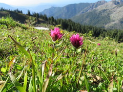 Castilleja parviflora olympica