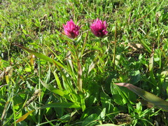 Castilleja parviflora olympica