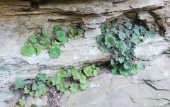 Heuchera parviflora, photograph Terri Koontz, CC0, iNaturalist via GBIF