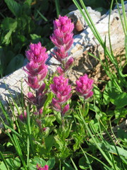 Castilleja parviflora olympica