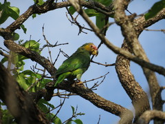 Alipiopsitta xanthops