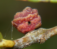 Kokkocynips difficilis