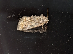 Chytonix