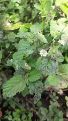 Lippia dulcis