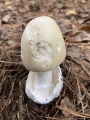 Amanita murrilliana