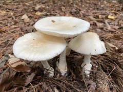 Amanita murrilliana