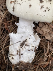 Amanita murrilliana