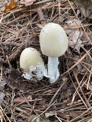 Amanita murrilliana