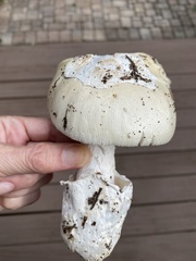 Amanita murrilliana