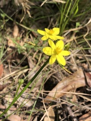Tricoryne simplex