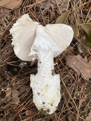 Amanita murrilliana