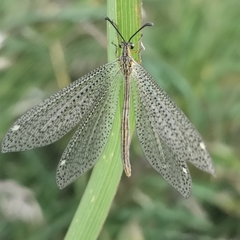 Brachynemurus versutus