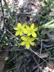 Tricoryne simplex