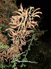 Vachellia vernicosa