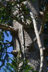 Araucaria bidwillii